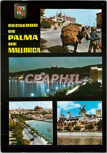 Cartes postales moderne Mallorca Palma Vista Nocturna de la Bania Ane Donkey