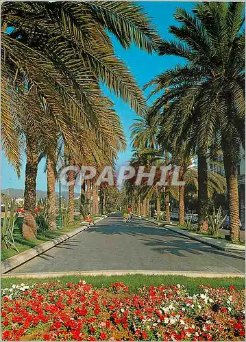 Cartes postales moderne Palma Mallorca Paseo de Sagrera