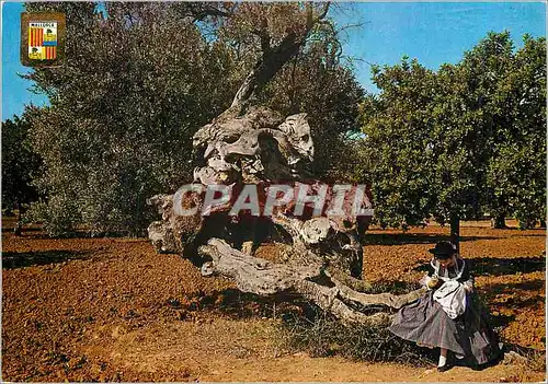 Cartes postales moderne Mallorca Palma Olivier Millenaire et Majorquine Folklore
