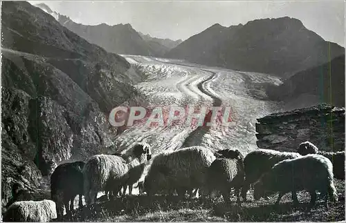 Moderne Karte Belalp ob Brig Aletschgletscher Moutons