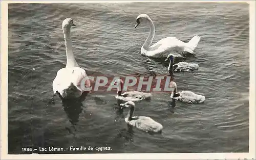 Moderne Karte Lac Leman Famille de Cygnes