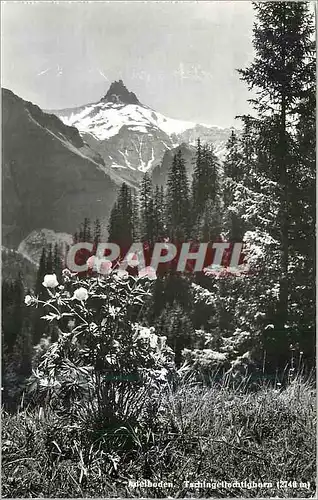 Cartes postales moderne Adelboden Tschingellochtighorn (2746m)