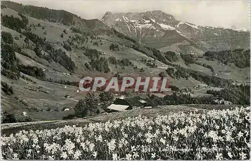 Cartes postales moderne Les Narcisses et Rochers de Naye