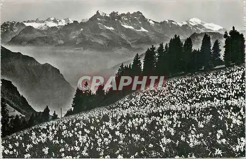 Cartes postales moderne Champ des Narcisses Dents du Midi et Mont Berne