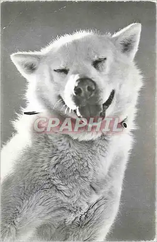 Cartes postales moderne Polarhund a Jungfraujoch Siesta Chien