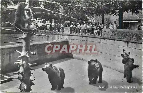 Cartes postales moderne Berne la Fosse aux Ours