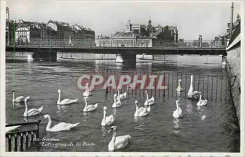 Cartes postales moderne Geneve les Cygnes de la Rade
