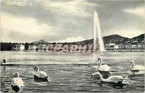 Cartes postales moderne Geneve la Rade Cygnes