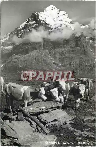 Cartes postales moderne Grindelwald Wetterhorn Vaches