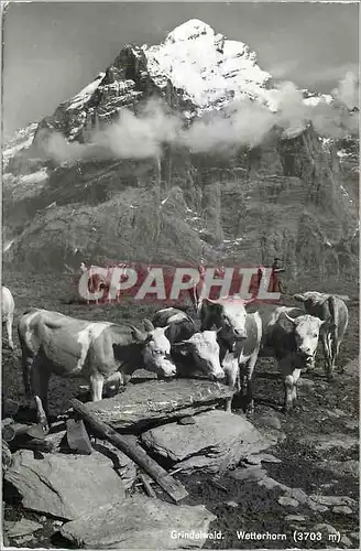 Moderne Karte Grindelwald Wetterhorn Vaches