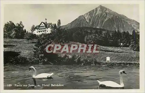 Cartes postales moderne Partie aus Spiez Hotel Belvedere Cygnes