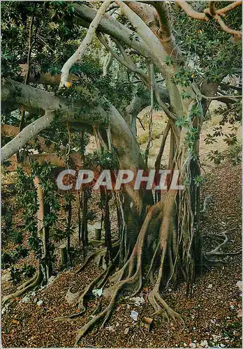 Moderne Karte Siracusa L'Arbre Seculier