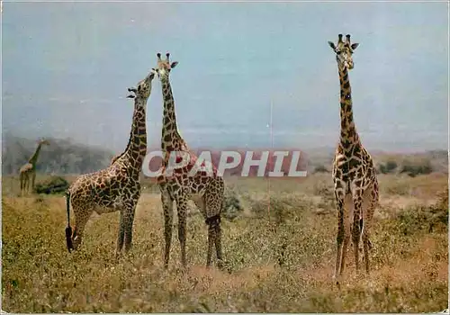 Moderne Karte Faune Africaine Girafes
