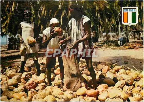 Cartes postales moderne Republique de la Cote d'Ivoire Recolte des Noix de Palme