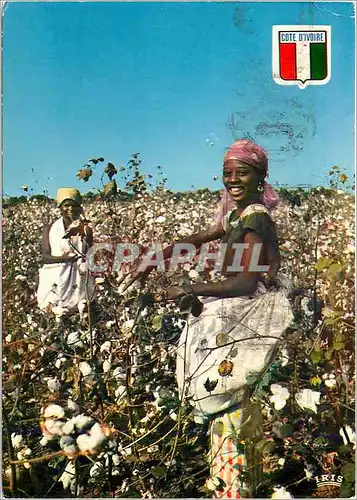 Cartes postales moderne Republique de la Cote d'Ivoire Recolte du Coton pres de Bouake