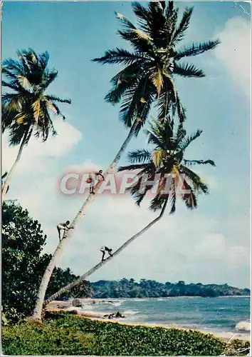 Moderne Karte L'Afrique en Couleurs Cueillette des noix de Coco