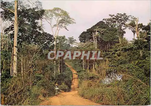 Cartes postales moderne Republique de Cote d'Ivoire Route des environs de Gouessesso