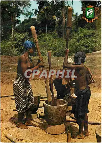 Cartes postales moderne Republique de Cote d'Ivoire Region de Touba Pilieuses de Mil Elephant