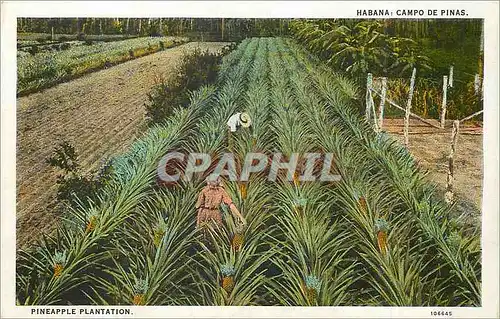 Cartes postales moderne Habana Campo de Pinas Pineapple Plantations