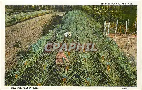 Moderne Karte Habana Campo de Pinas Pineapple Plantations
