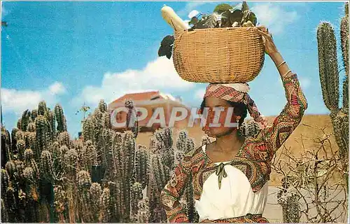 Cartes postales moderne Curacao Native Fuit Girl
