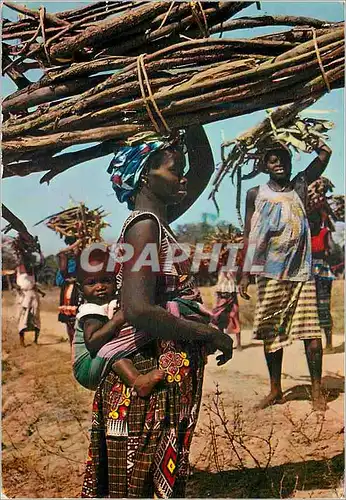 Cartes postales moderne Afrique en Couleurs Porteuses de Fagots