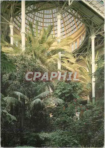 Cartes postales moderne Jungle