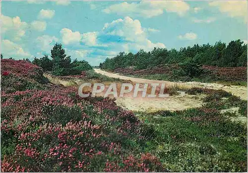 Cartes postales moderne From the Moor