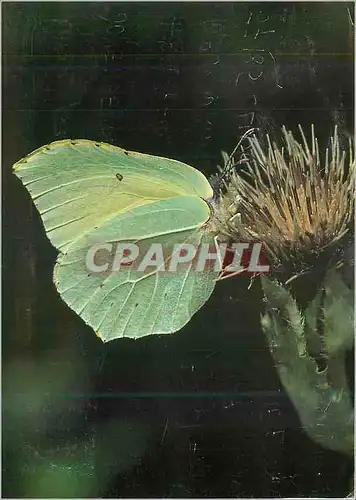 Cartes postales moderne Gonepteryx Rhamni