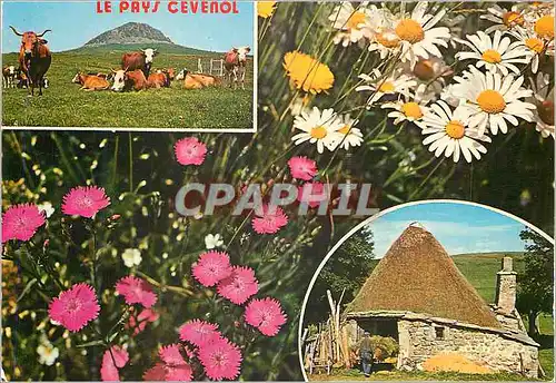 Cartes postales Images du Pays Cevenol  Vaches