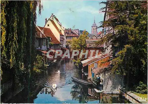 Cartes postales moderne Colmar (Haut Rhin) la petite Venise Klein Venedig Cygne