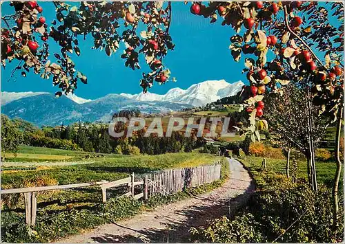 Cartes postales moderne Combloux (Haute Savoie) l'Ete dans nos Montagnes au Pays du Mont Blanc