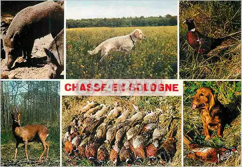 Cartes postales moderne En Sologne un Territoire de Chasse de 504000 Hectares Sanglier Chien