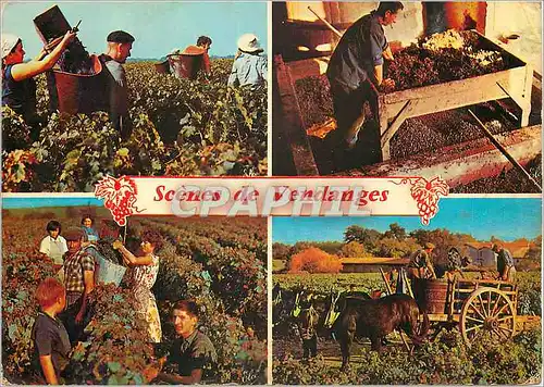 Cartes postales Scenes de Vendanges La Cueillette du Raisin dans la Vigne Cheval