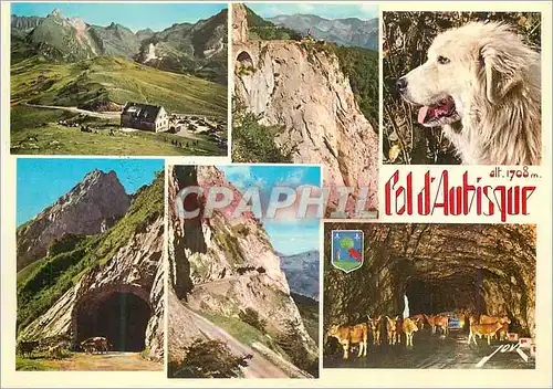 Moderne Karte Souvenir du Col d'Aubisque Chien Vaches