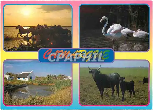 Cartes postales moderne En Camargue avec les Gardians Chevaux Flamants roses Taureaux