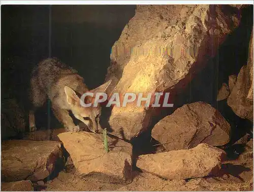 Cartes postales moderne Renard de Blanfort WWF World Wide Fund for Nature