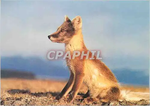 Cartes postales moderne Renard Polaire WWF World Wide Fund for Nature