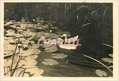 Cartes postales moderne Canards