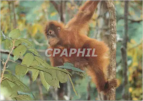 Cartes postales moderne Orangutan the Orangutan is active by Day and spends most of its time in the Treetops Singe