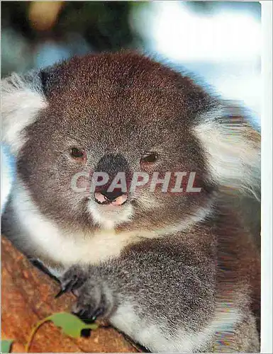 Cartes postales moderne Koala