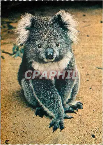 Cartes postales moderne Australian Koala Ranks as one of the World's Strangest Animals