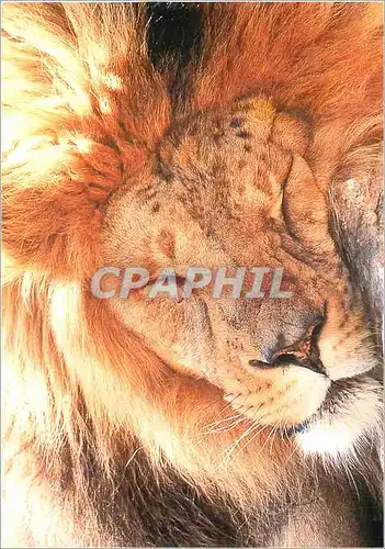 Moderne Karte Lion Asiatique WWF World Wide Fund for Nature