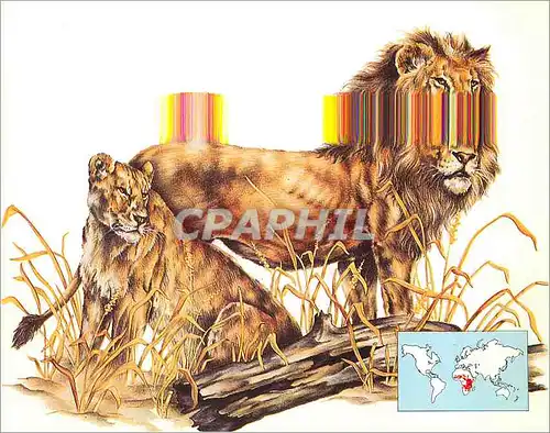 Cartes postales moderne Lion a Carnivore Belonging to the Family Felidae