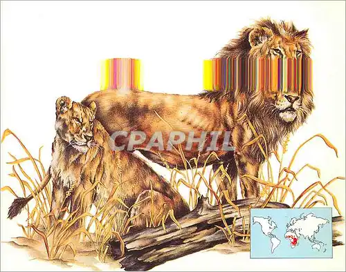 Moderne Karte Lion a Carnivore Belonging to the Family Felidae