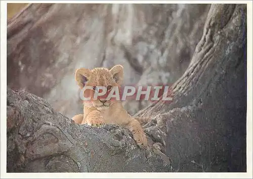 Cartes postales moderne Lion Cub Wild portfolio Habitat Food Physical General