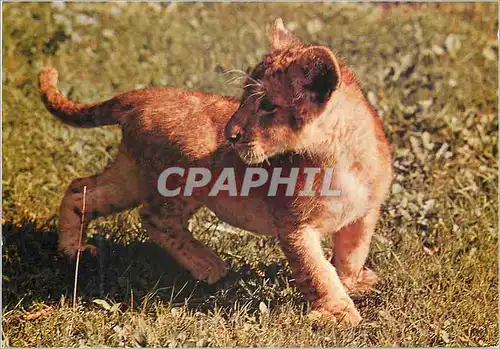 Cartes postales moderne Lionceau Panthera Afrique Paris Museum National d'Histoire Naturelle Parc Zoologique