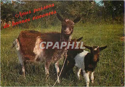 Cartes postales moderne Nous Passons de Bonnes Vacances Chevre