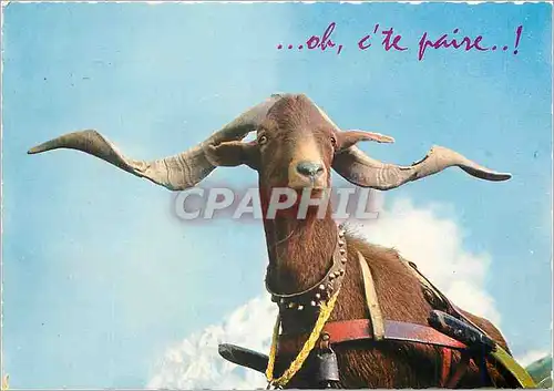 Cartes postales moderne Cliche pris au Col du Noyer oh c'te Paire Chevre