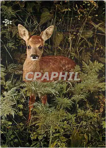 Cartes postales moderne Chevreuil Reh Capriolo Roe